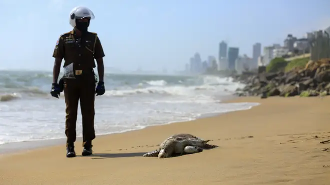 A Sri Lankan policeman looks at a dead turtle that washed ashore in Colombo, Sri Lanka