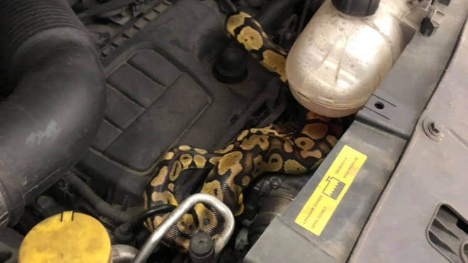 The python had gone missing two weeks earlier