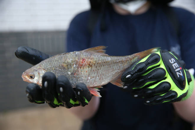 A firefighter holds a fish she picked up on the street in Erkrath.