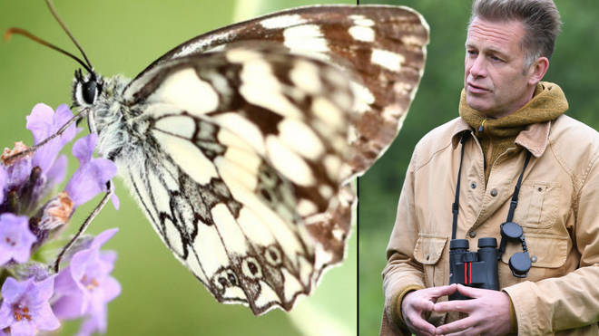 The Big Butterfly Count kicks off today