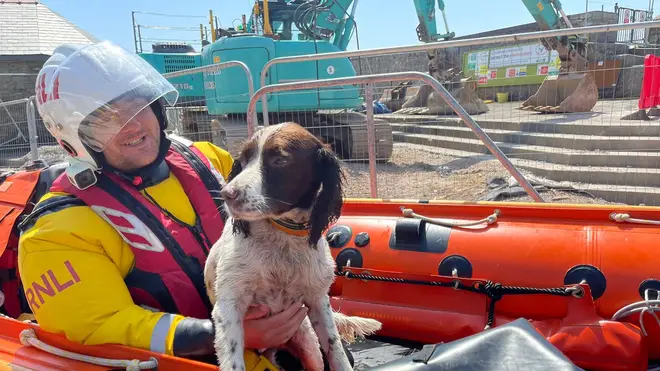 Ollie the springer spaniel was rescued after being lost at sea for three hours