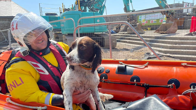 Ollie the springer spaniel was rescued after being lost at sea for three hours