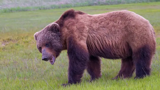 A grizzly bear terrorised the frontiersman for a week and he fended it off with only a pistol