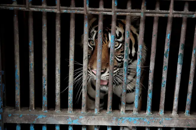 A sumatran tiger who contracting Covid-19 looks out from a cage at the Ragunan Zoo in Jakarta (Jakarta Provincial Government/AP)