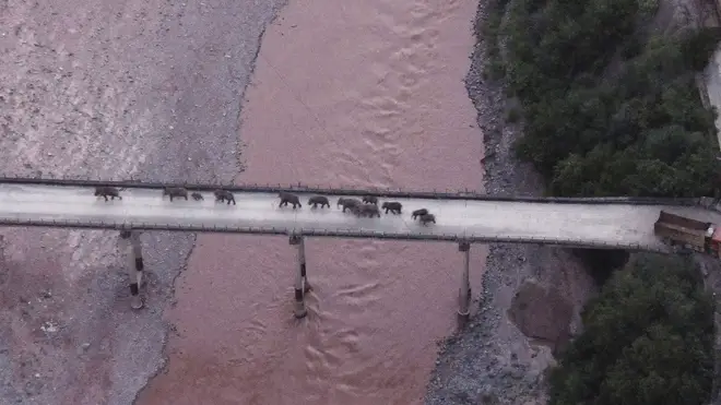 Wandering elephants cross a bridge