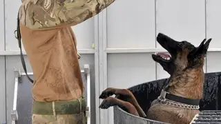 One of the Army dogs who may have to be put down