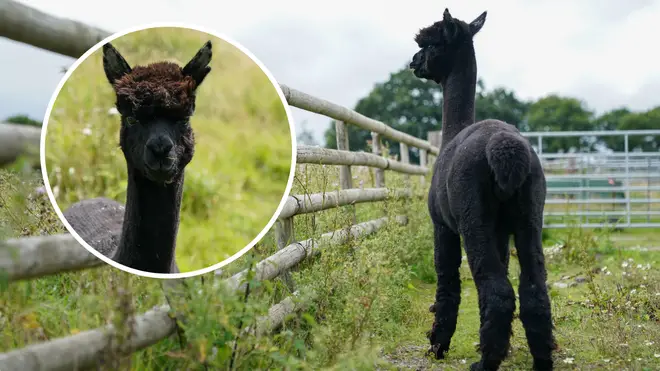 Geronimo the alpaca has been handed an extra 24 hours of life