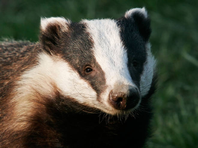 The badger was found by a member of public