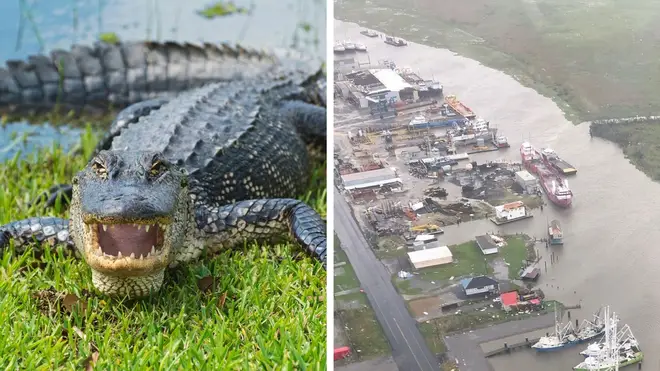 A man had his arm torn off in an alligator attack amid Hurricane Ida