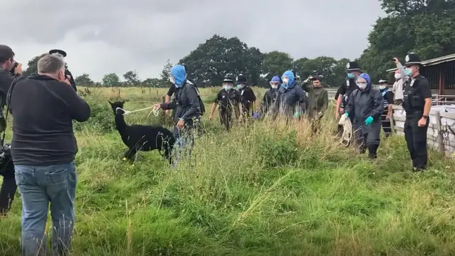 Geronimo the alpaca was seen being taken away from his pen by Defra and police officers.