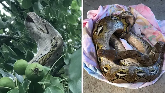 The two pythons were found in the same place days apart.