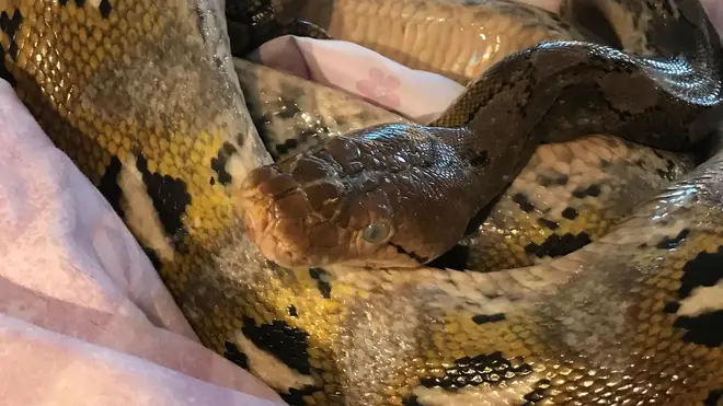 The second python was discovered on Monday.