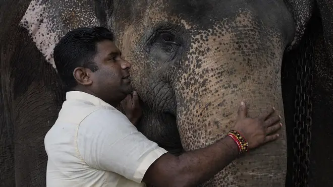 Sri Lanka elephant trafficking