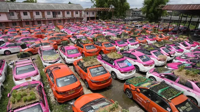 Miniature gardens planted on the roofs of unused taxis in Bangkok