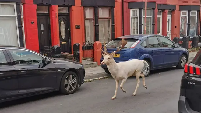 The stag was seen running through the streets.