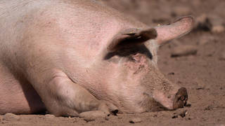 Hundreds of pigs have already been culled on British farms