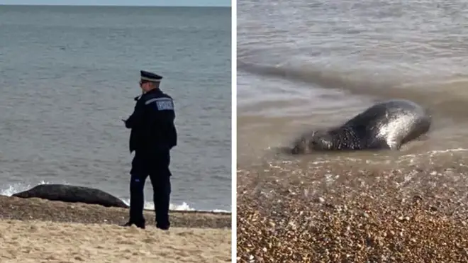 The seal is being protected by police.