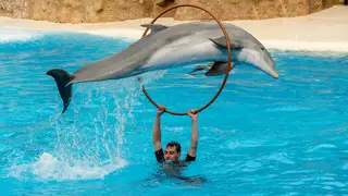 Expedia has stopped selling holidays which include performances by captive dolphins and whales (file image)