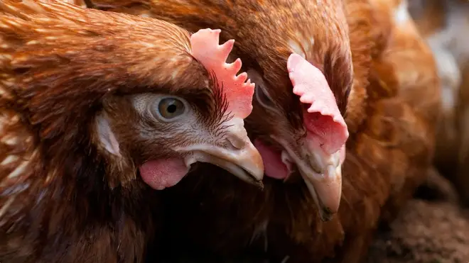Lockdown measures have been introduced for birds and poultry in the UK
