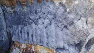The fossil was discovered by a former PhD student