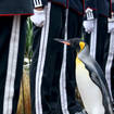 Uniformed soldiers of the King of Norway’s Guard parade for inspection by their mascot, king penguin Nils Olav, who was awarded a knighthood in 2008, at RZSS Edinburgh Zoo (Jane Barlow/PA)