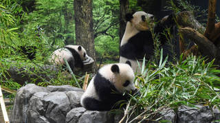 Japan's giant panda twins