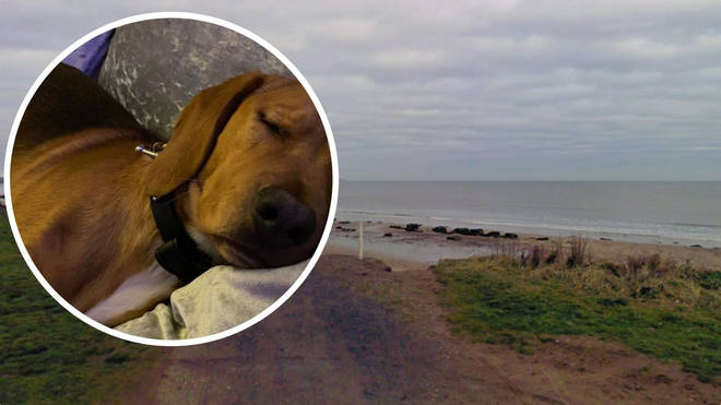 Up to 150 dogs were taken ill after walks on beaches in Yorkshire