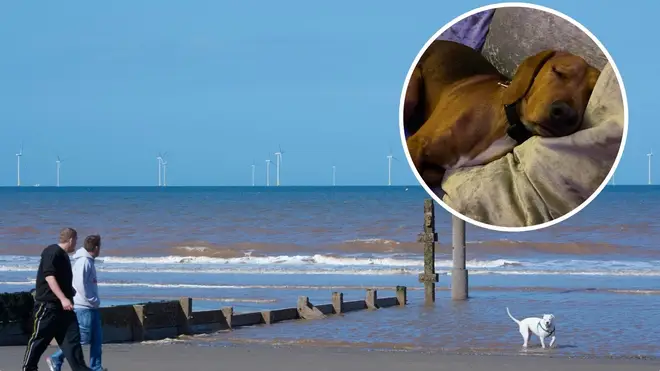 Hundreds of dogs have fallen ill following walks along the north east coast.