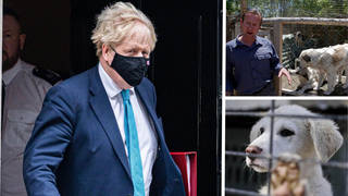 Boris Johnson's denied intervening to get Nowzad's animals out of Afghanistan