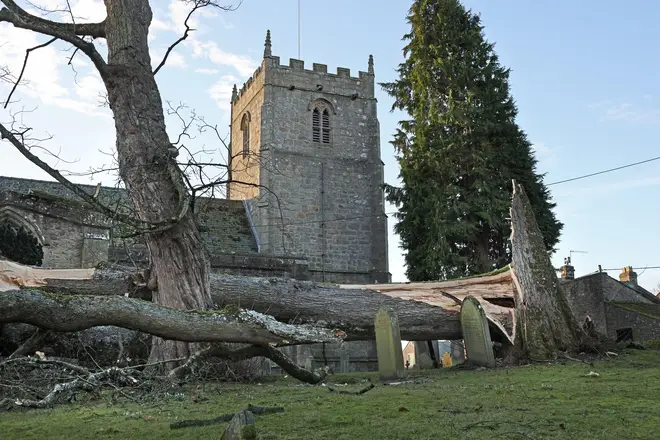 A fallen tree in Romaldkirk, Teesdale, County Durham