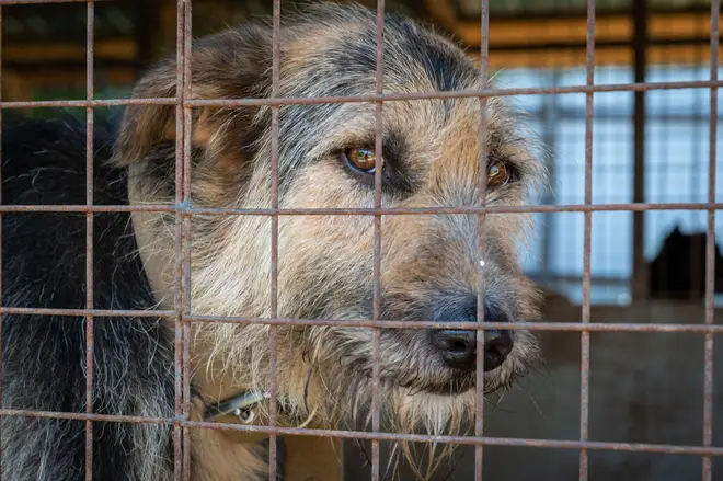 RSPCA warn the number of abandoned animals could increase due to the cost of living crisis
