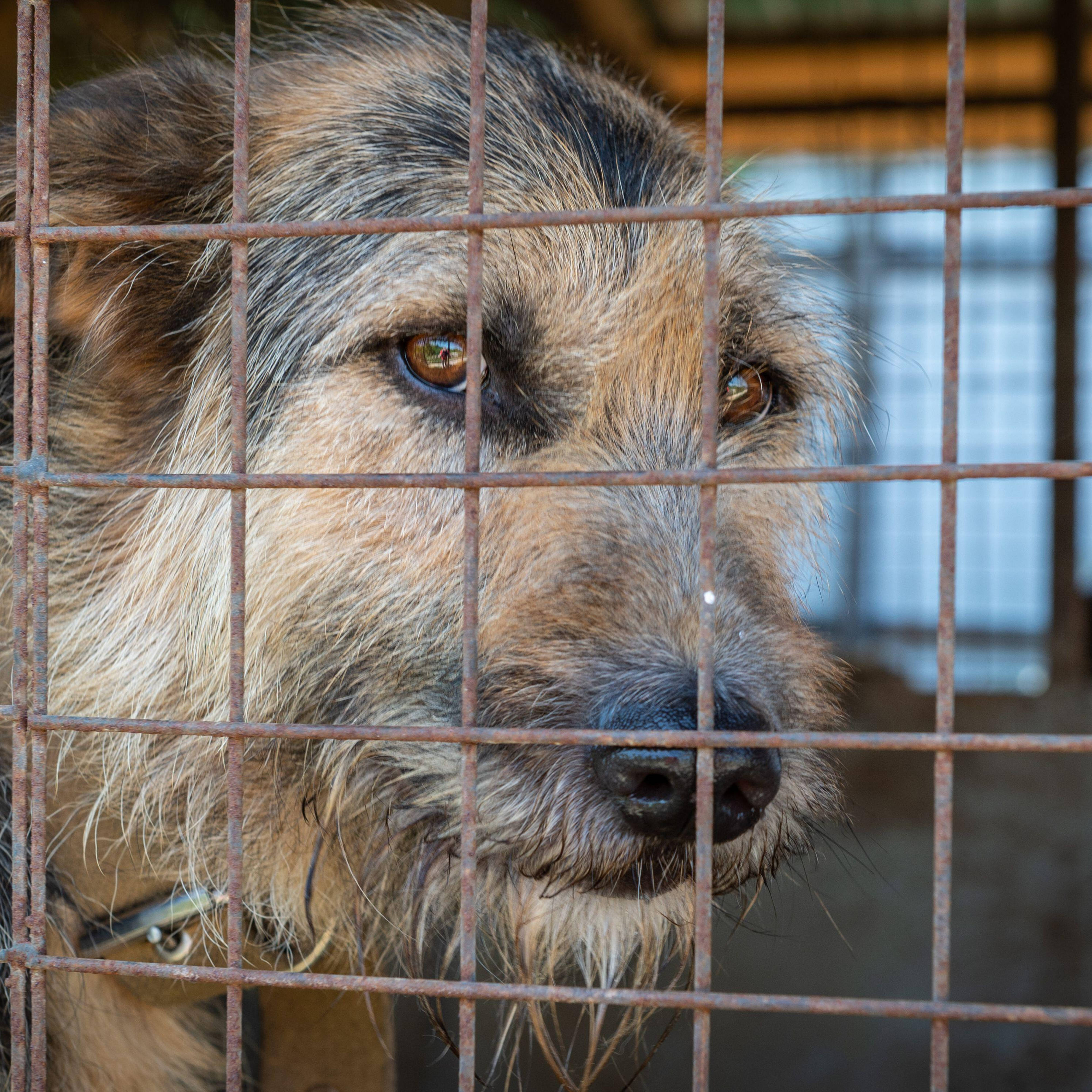RSPCA warn cost of living crisis could see number of animals abandoned soar  - LBC