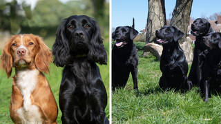 Thirteen pedigree dogs have died after being electrocuted in a "tragic accident"