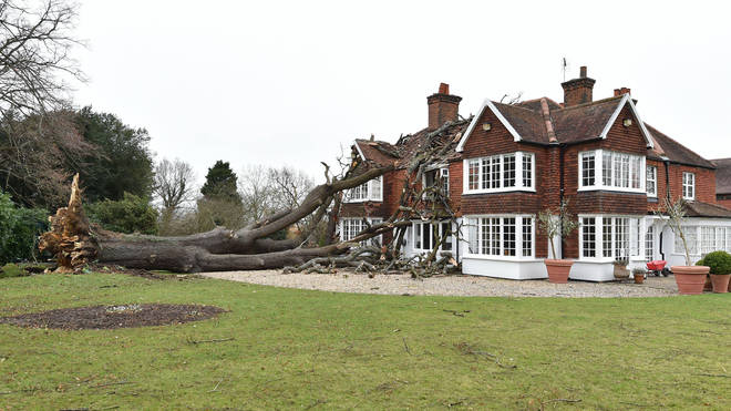 The huge oak fell during powerful winds as Storm Eunice hit the UK