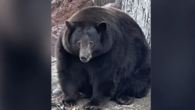 Hank the Tank has been terrorising residents in their homes