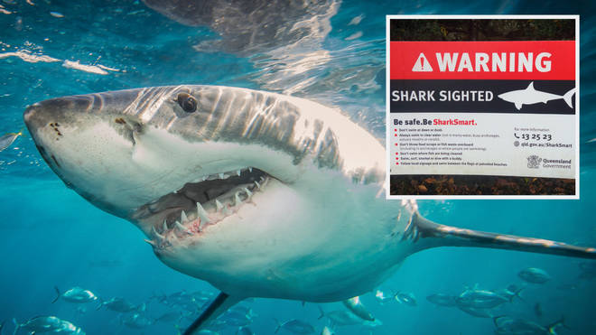A lucky swimmer escaped an encounter with a great white shark