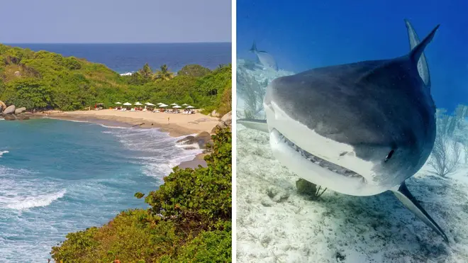 A holidaymaker has been mauled to death by an eight-foot tiger shark