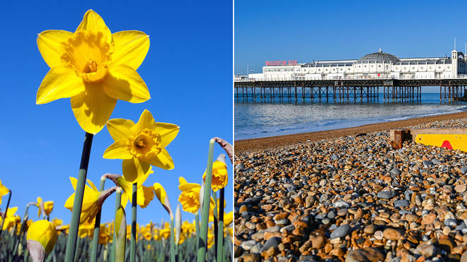 Daffodils with a bright blue sky alongside Brighton beach