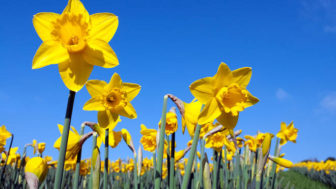 Yellow daffodils against the bright blue sky