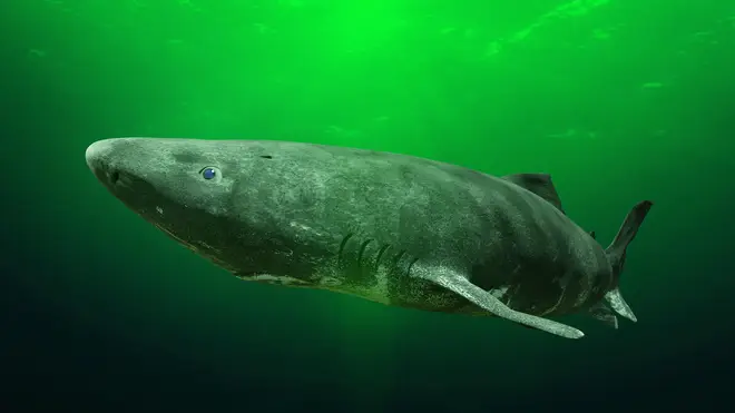 The Greenland Shark was thought to be around 100 years old