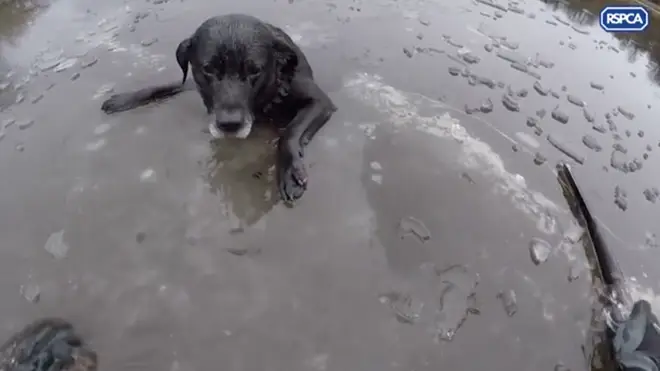 RSPCA inspector braves icy waters to save dog's life