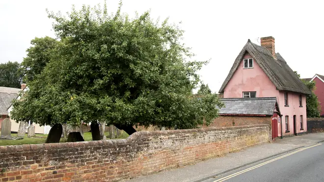 A large tree and a thatched cottage