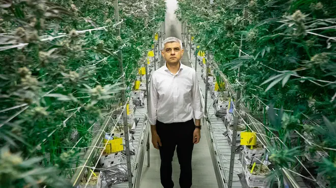 Mayor of London Sadiq Khan walks through cannabis plants which are being legally cultivated in the US