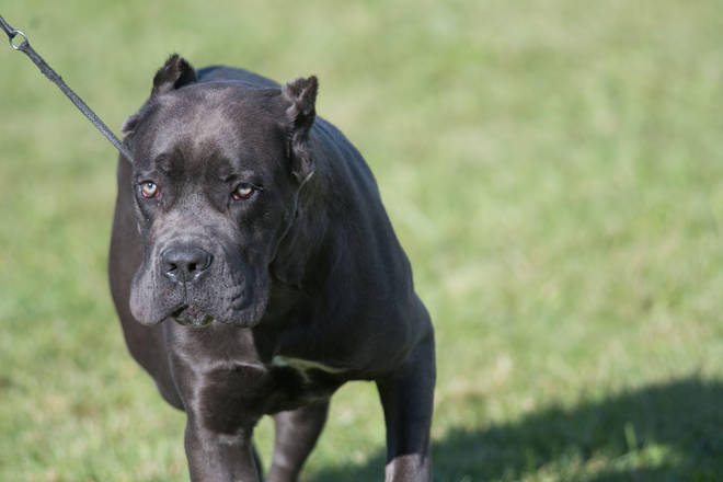 A stock image of a Cane Corso - the breed of dog which was humanely destroyed in Rochdale.