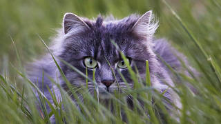 A cat sitting in grass