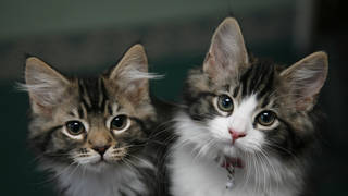 Pet kittens