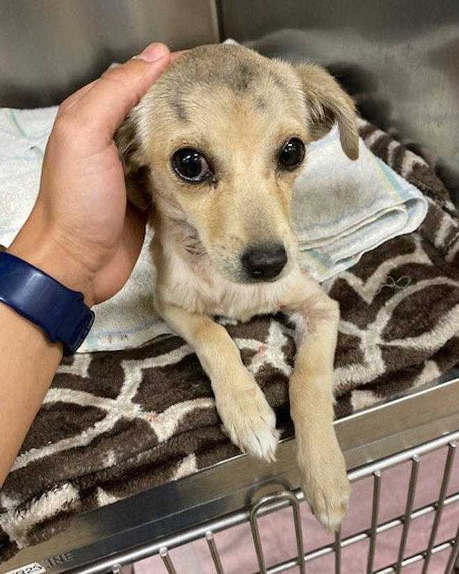A chihuahua which was shot through the neck with an arrow in California is comforted after veterinarians removed the projectile