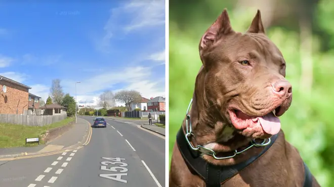 A 62-year-old died after he was bit by an American Bully dog