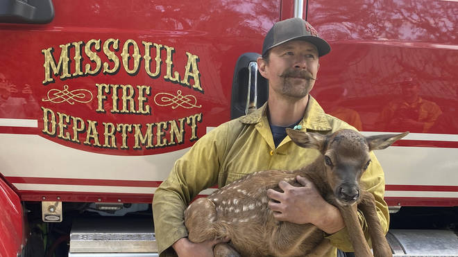 Firefighter Nate Sink cradles a newborn elk calf he encountered in a remote, fire-scarred area of the Sangre de Cristo Mountains near Mora, New Mexico