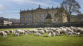 Sheep grazing at Chatsworth House, Derbyshire, (Woolroom/PA)